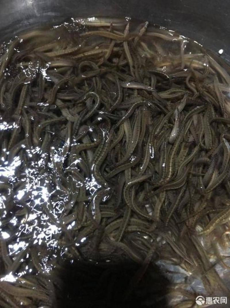优良中华刺鳅大刺鳅刀鳅刺鳅水花全国发货空运