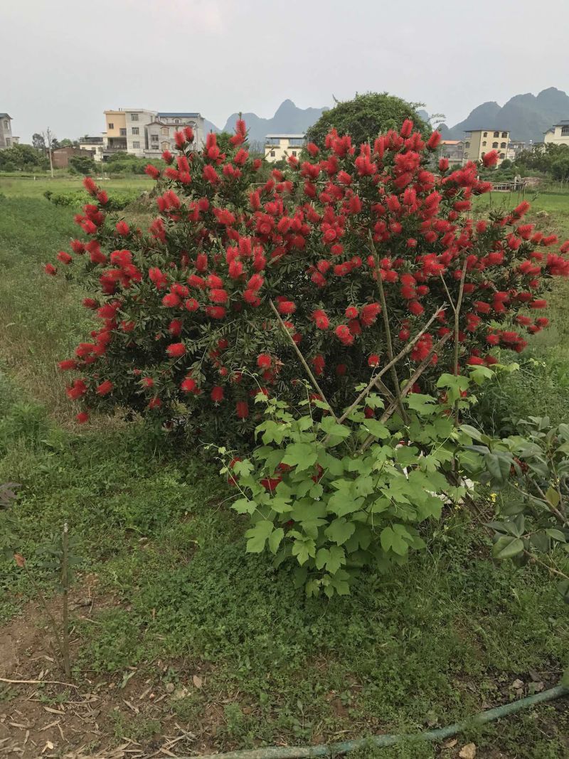 红千层