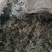 绵茵陈（白蒿子）山东临沂产地直销，当年新货前中期货