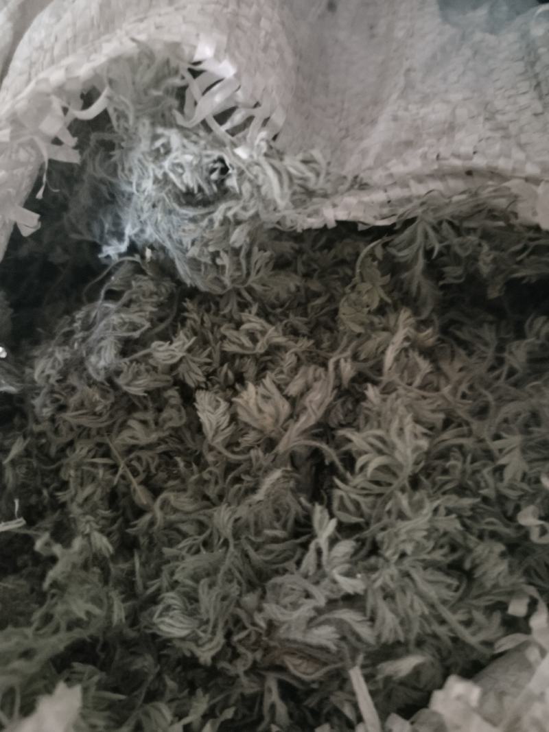 绵茵陈（白蒿子）山东临沂产地直销，当年新货前中期货