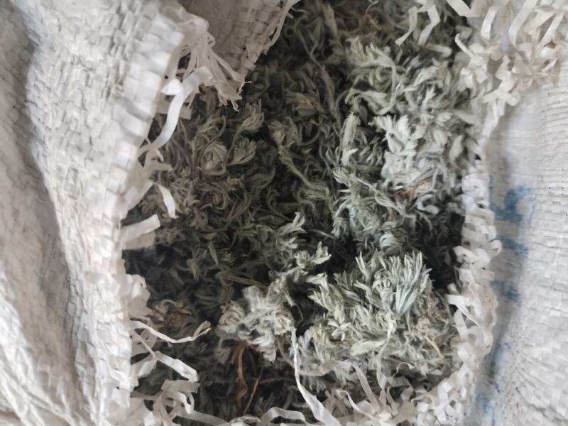 绵茵陈（白蒿子）山东临沂产地直销，当年新货前中期货