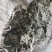绵茵陈（白蒿子）山东临沂产地直销，当年新货前中期货
