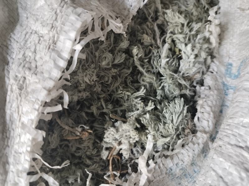 绵茵陈（白蒿子）山东临沂产地直销，当年新货前中期货