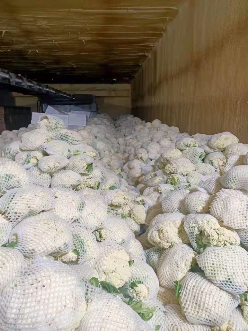精品（兰州货)有机花大量有货，欢迎全国市场老板联系