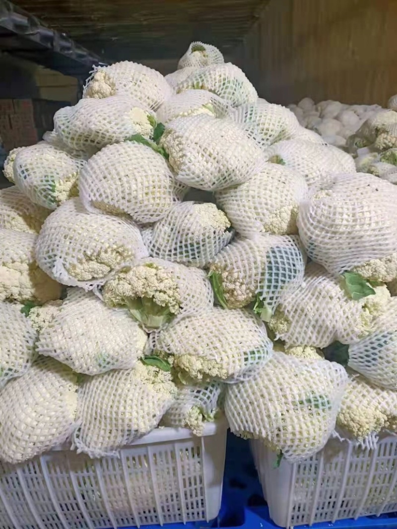 精品（兰州货)有机花大量有货，欢迎全国市场老板联系
