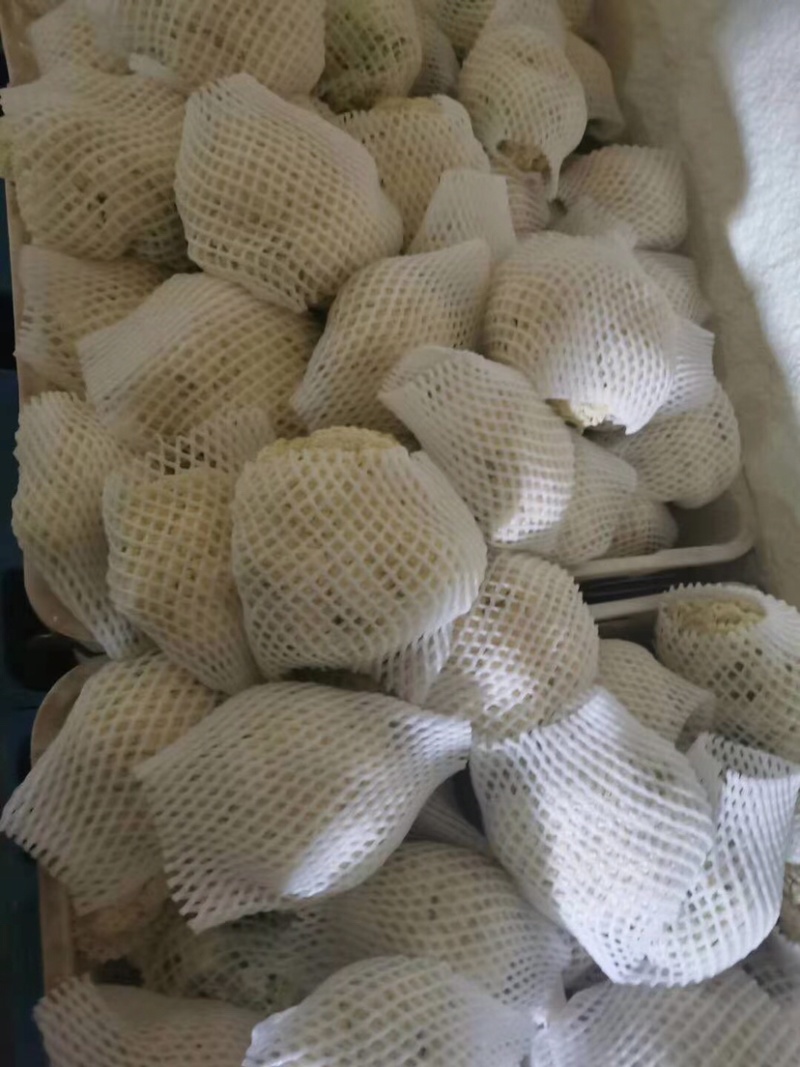 精品(兰州货)花菜实力代办，欢迎全国市场老板联系
