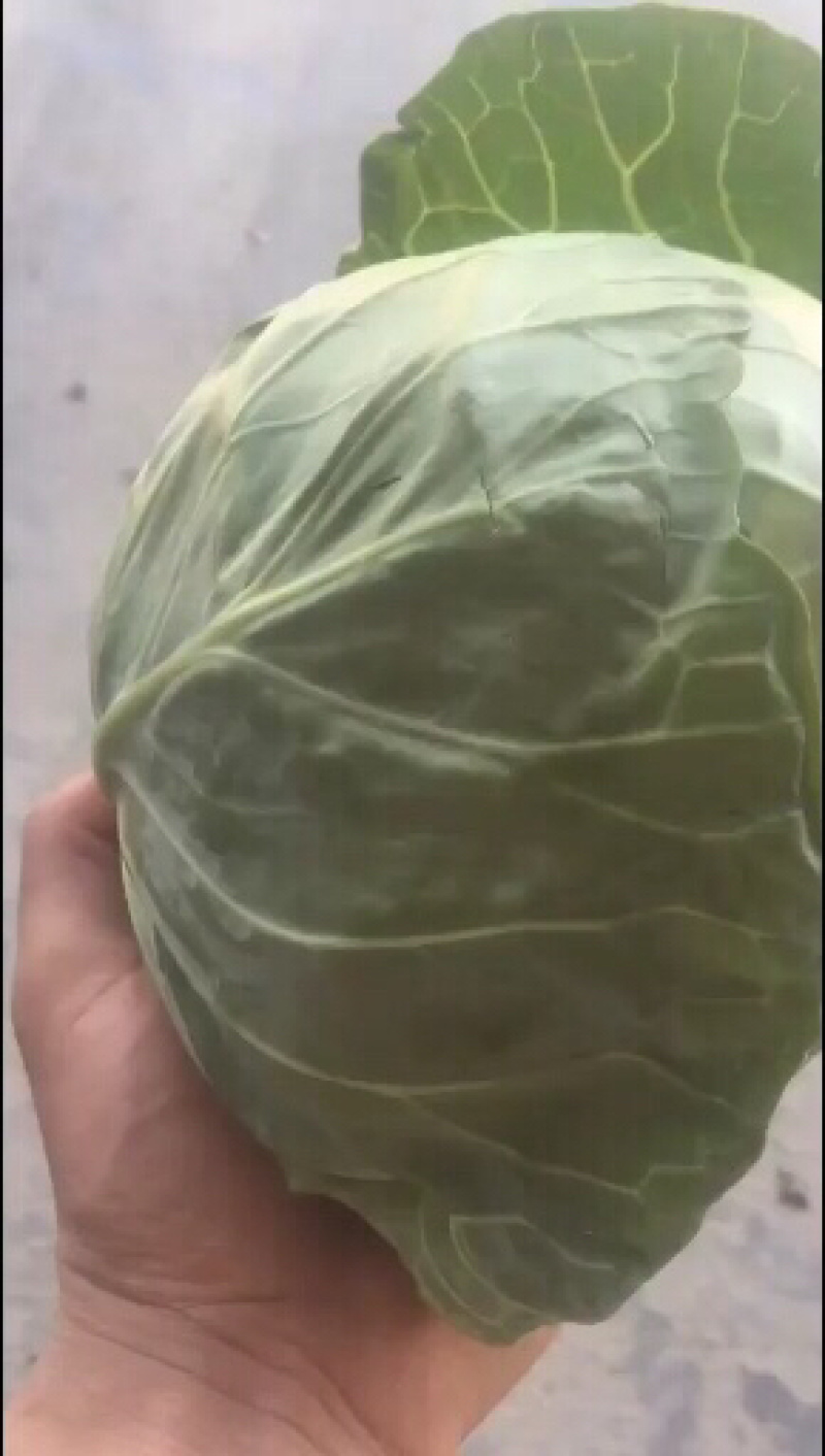 精品（兰州货）各种蔬菜实力代办，欢迎各位老板前来合作。