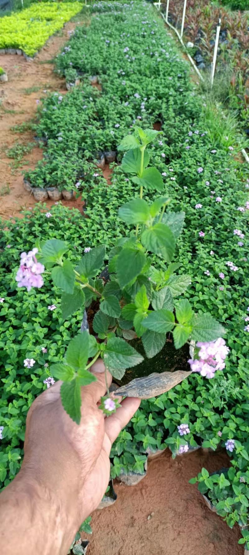 蔓性马樱丹