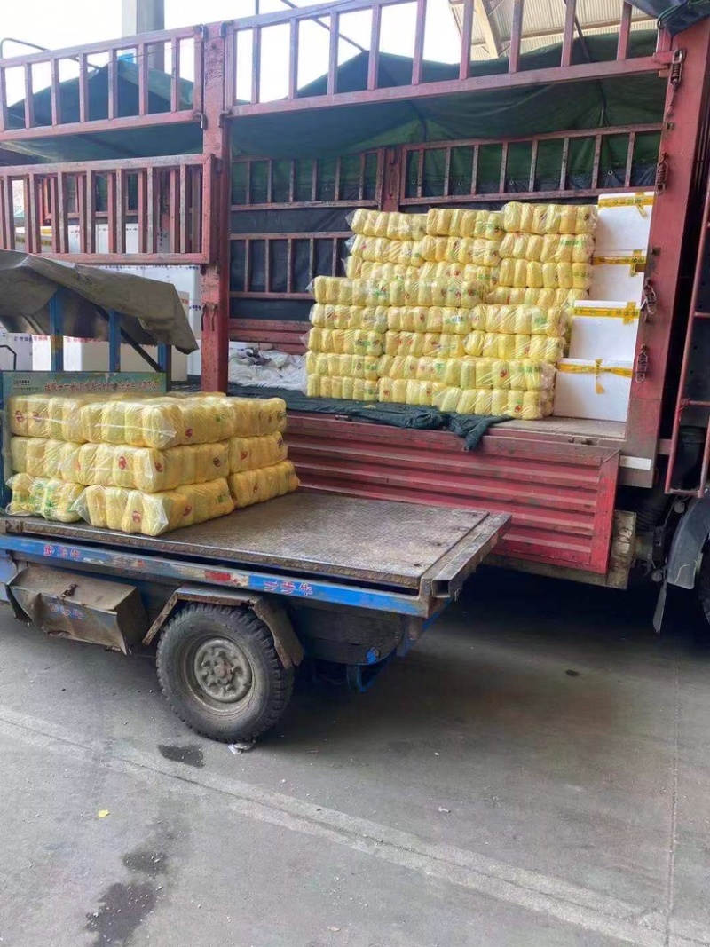 精品兰州货甘蓝实力代办，欢迎全国各地的老板前来。