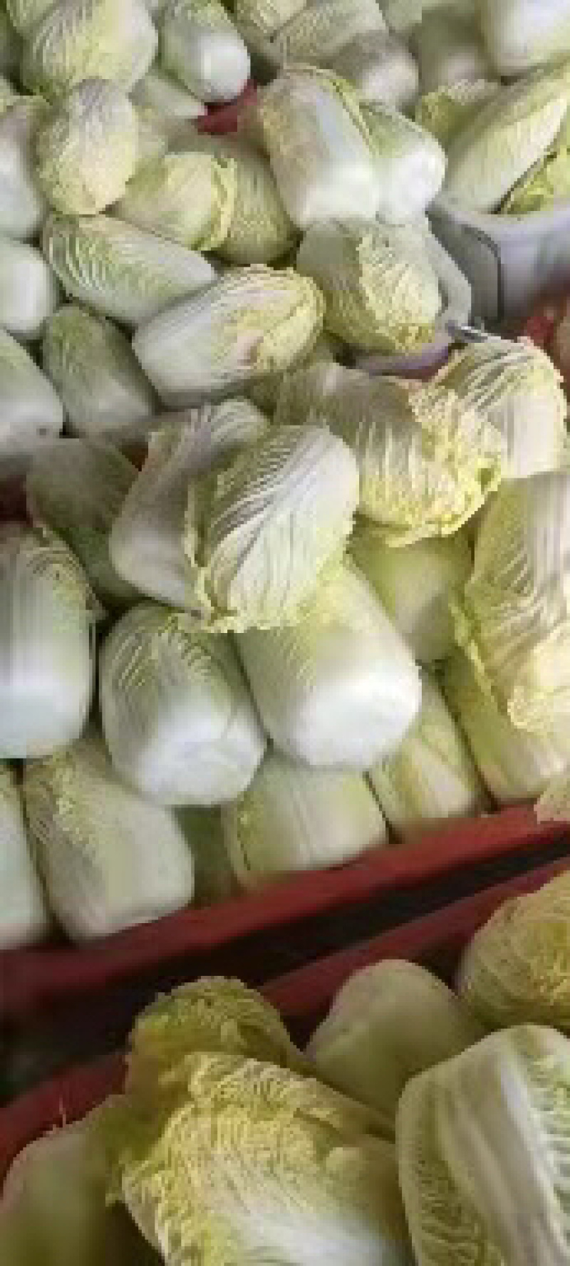 精品兰州货甘蓝实力代办，欢迎全国各地的老板前来。