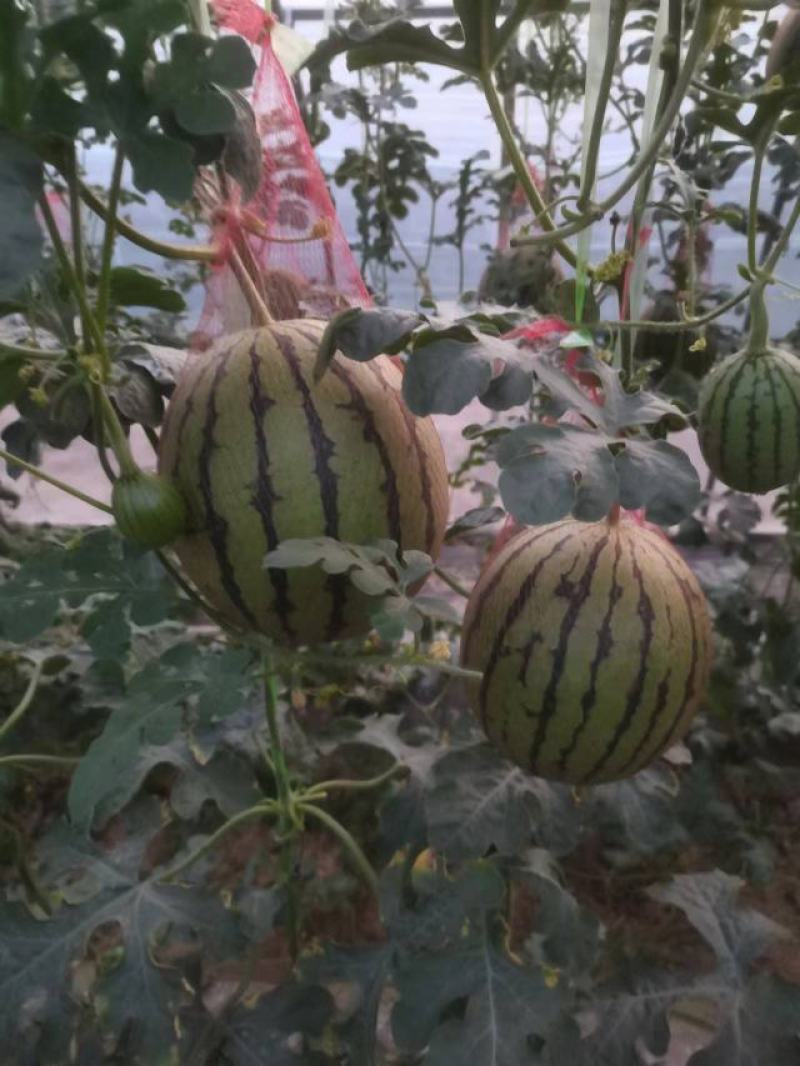 陕西蒲城吊兰西瓜大量有货，欢迎老板咨询选购