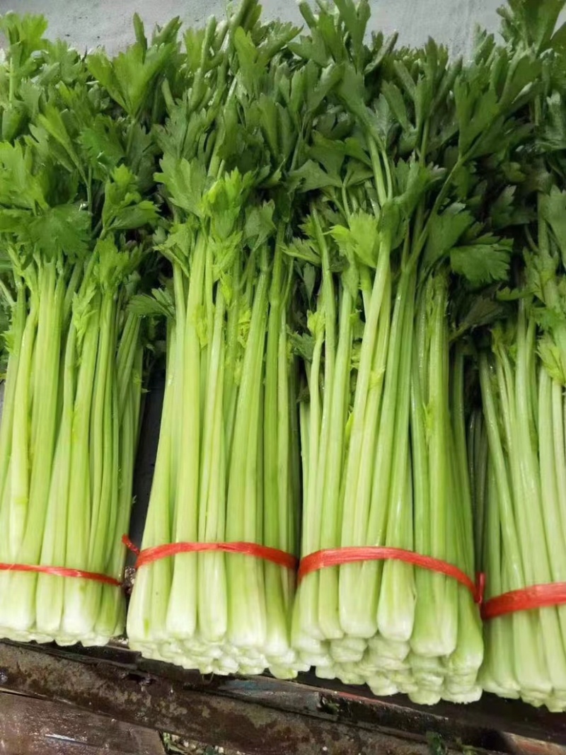 精品兰州货芹菜大量有货，欢迎全国市场老板联系