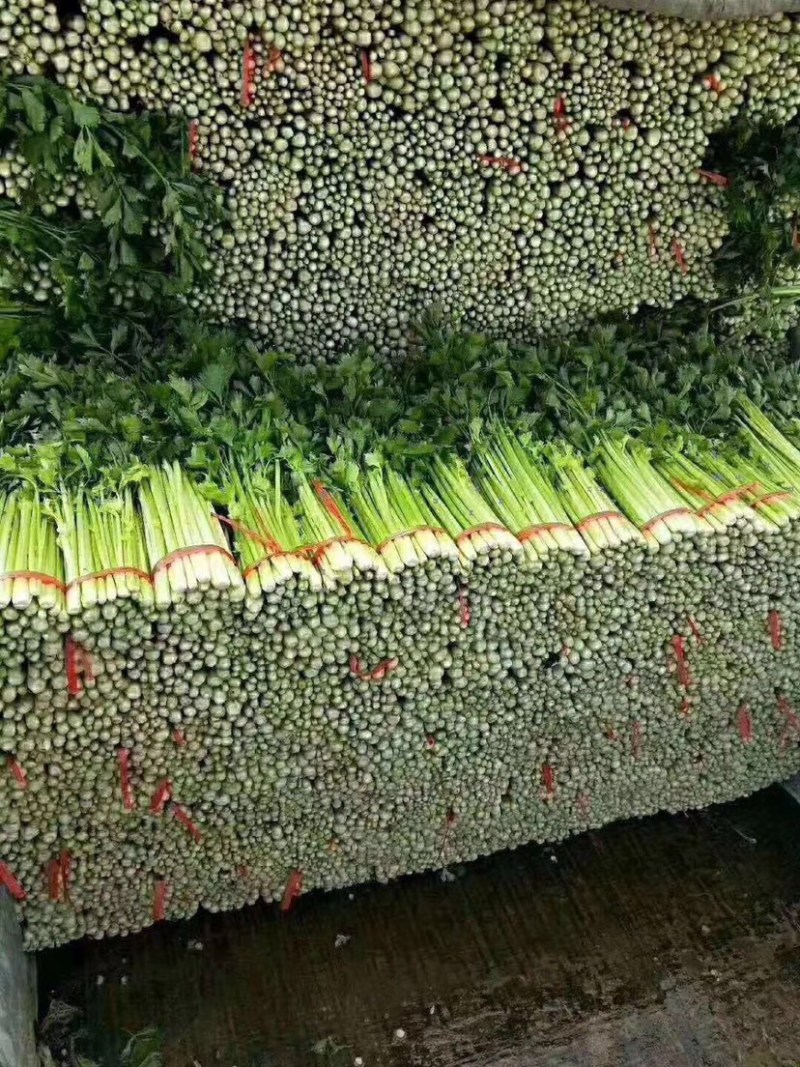 精品兰州货芹菜大量有货，欢迎全国市场老板联系