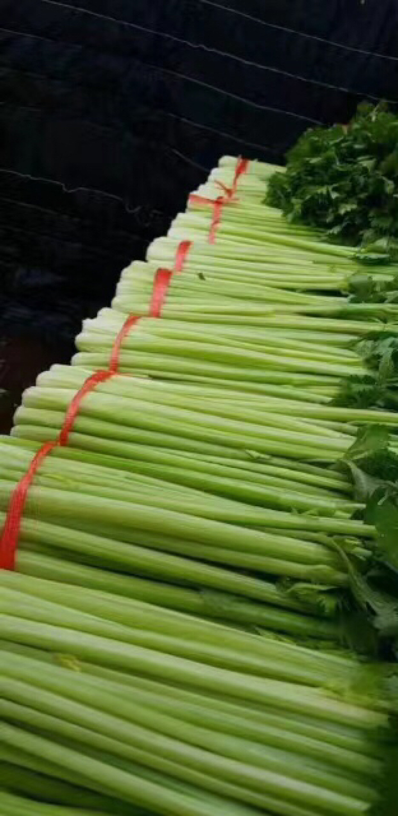 精品兰州货芹菜大量有货，欢迎全国市场老板联系