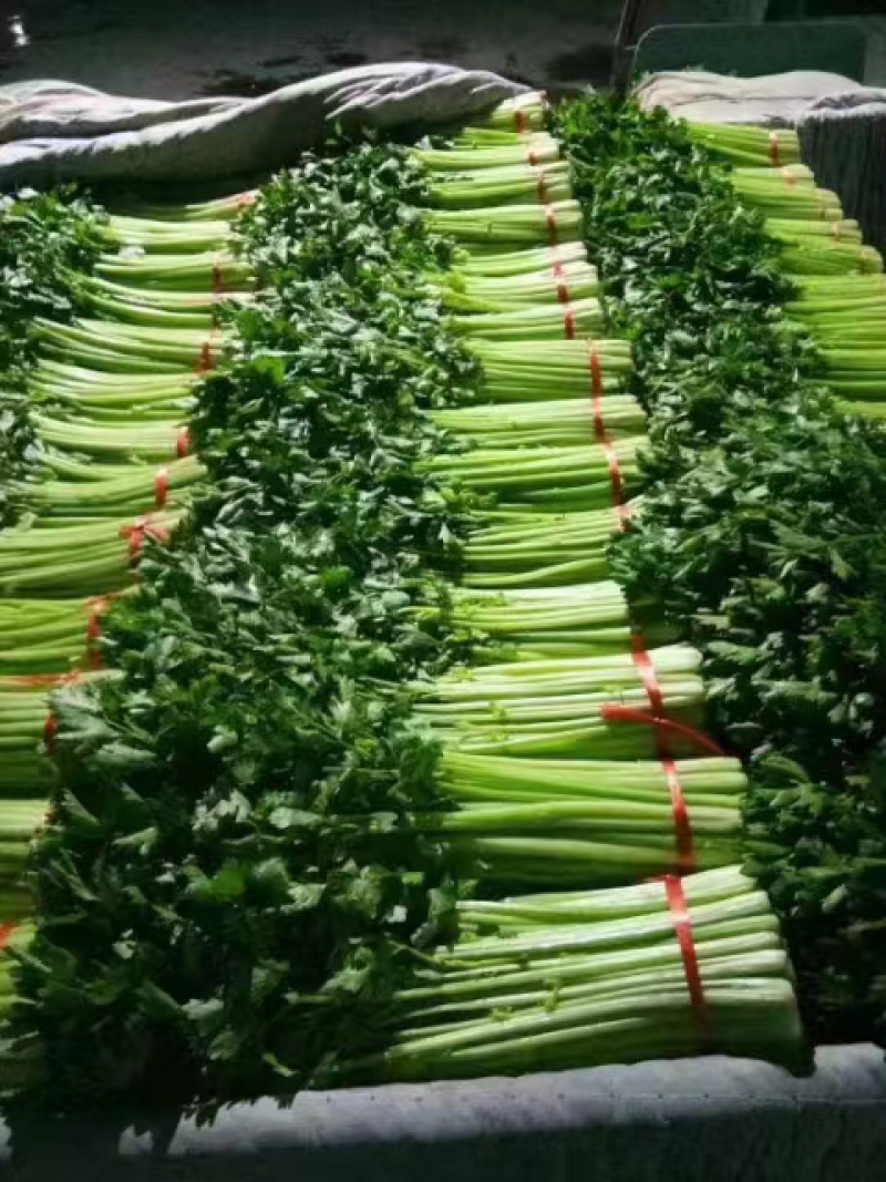 精品兰州货芹菜大量有货，欢迎全国市场老板联系