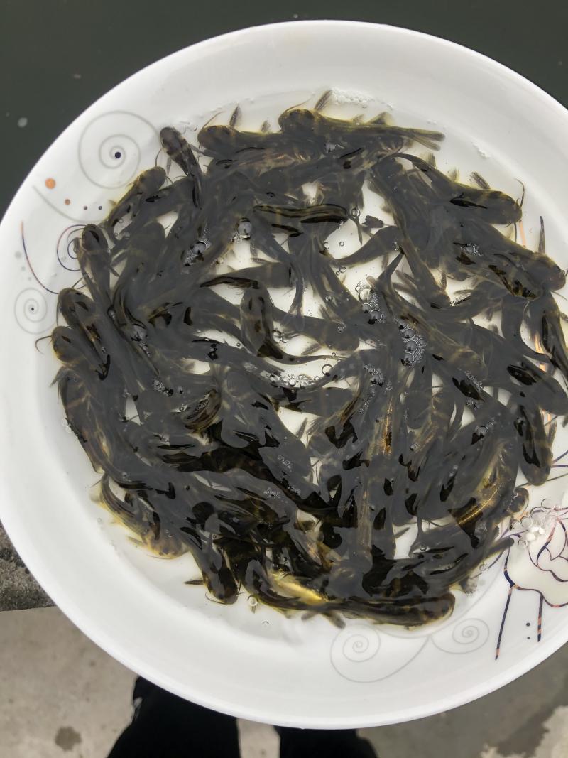 黄骨鱼苗黄颡鱼黄辣丁黄丫头苗杂交黄骨鱼苗雄性黄颡鱼苗
