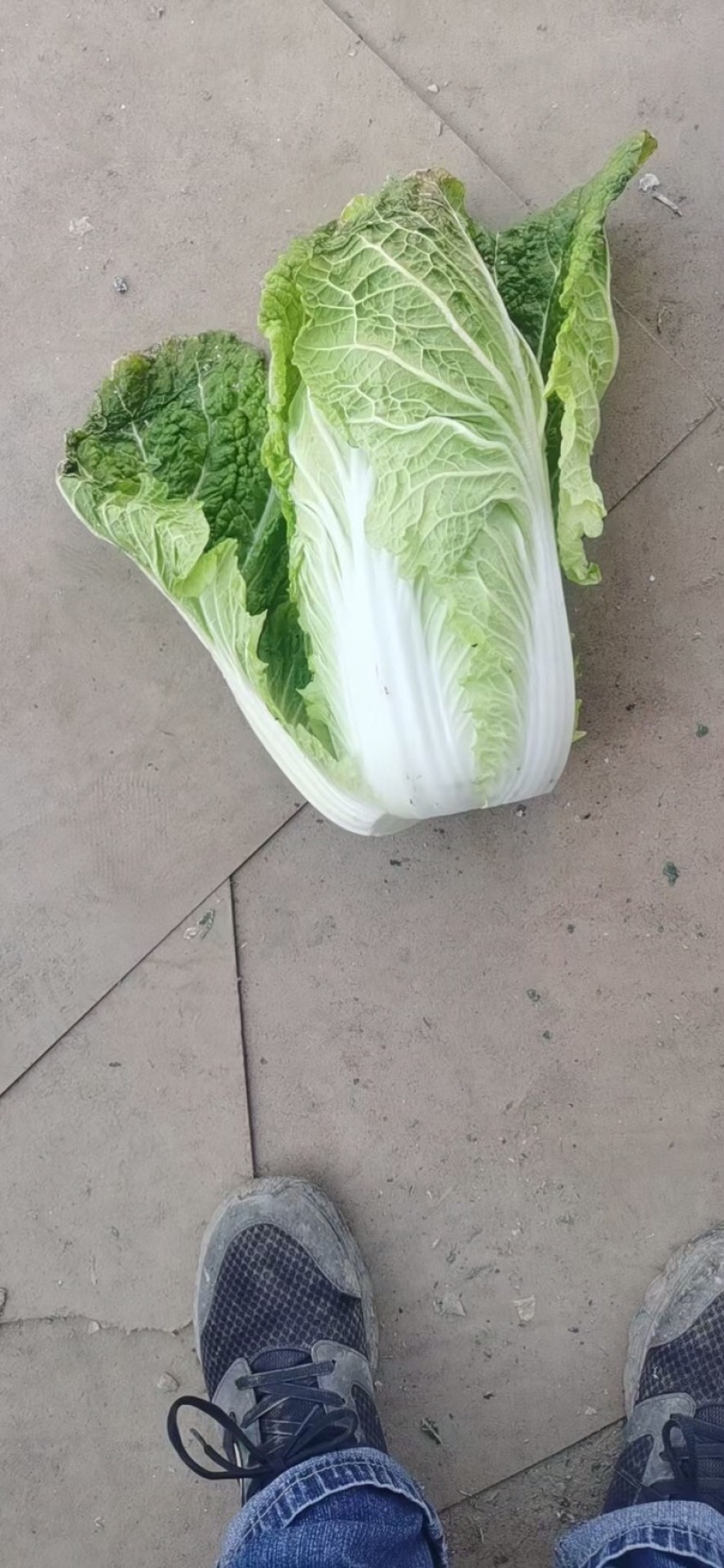 精品兰州货大白菜大量有货，欢迎全国老板前来咨询。