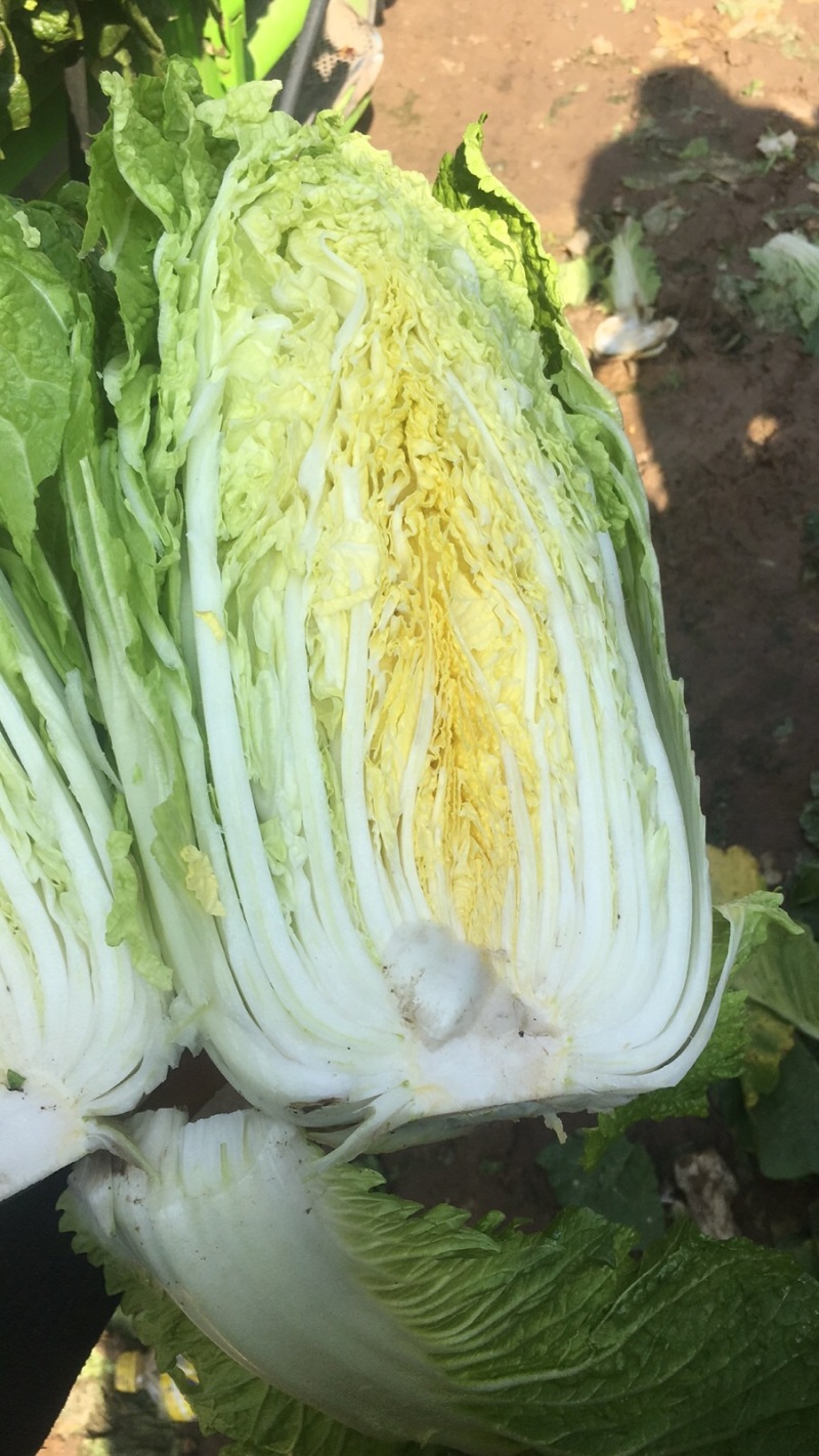 精品兰州货大白菜大量有货，欢迎全国老板前来咨询。