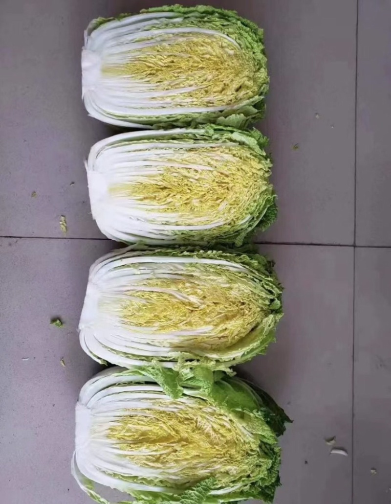 精品兰州货大白菜大量有货，欢迎全国老板前来咨询。