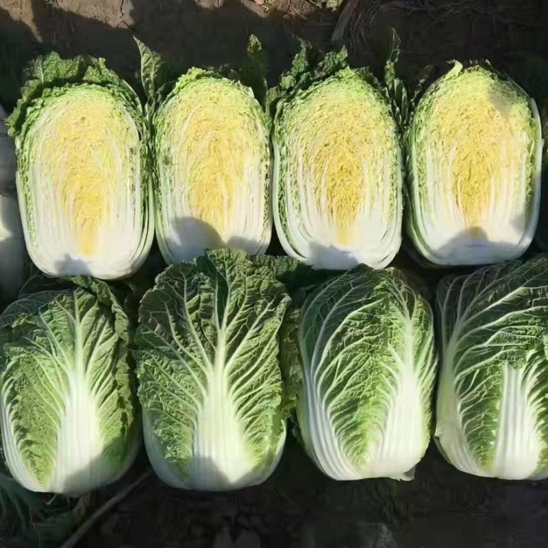 精品兰州货大白菜大量有货，欢迎全国老板前来咨询。