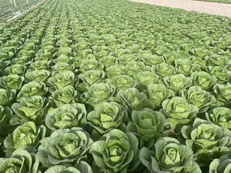 精品兰州货大白菜大量有货，欢迎全国老板前来咨询。