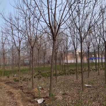 基地直发7-15公分的白蜡，老白蜡量大，价格便宜，