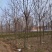 基地直发7-15公分的白蜡，老白蜡量大，价格便宜，