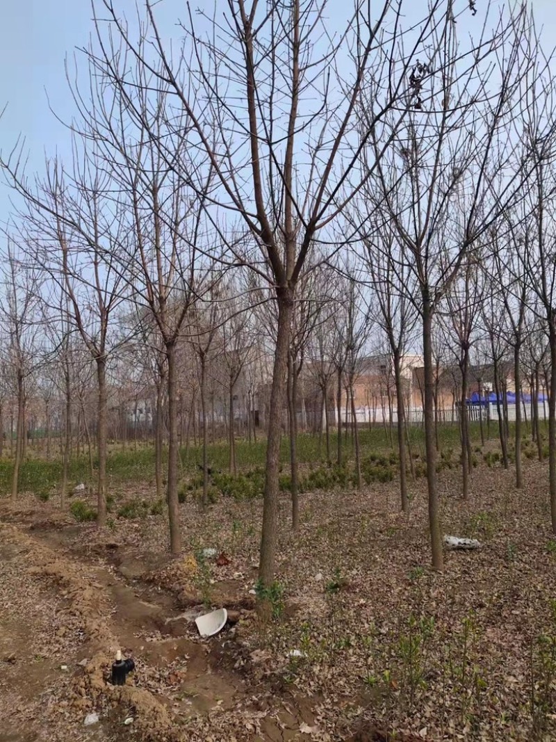 基地直发7-15公分的白蜡，老白蜡量大，价格便宜，