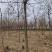 基地直发7-15公分的白蜡，老白蜡量大，价格便宜，