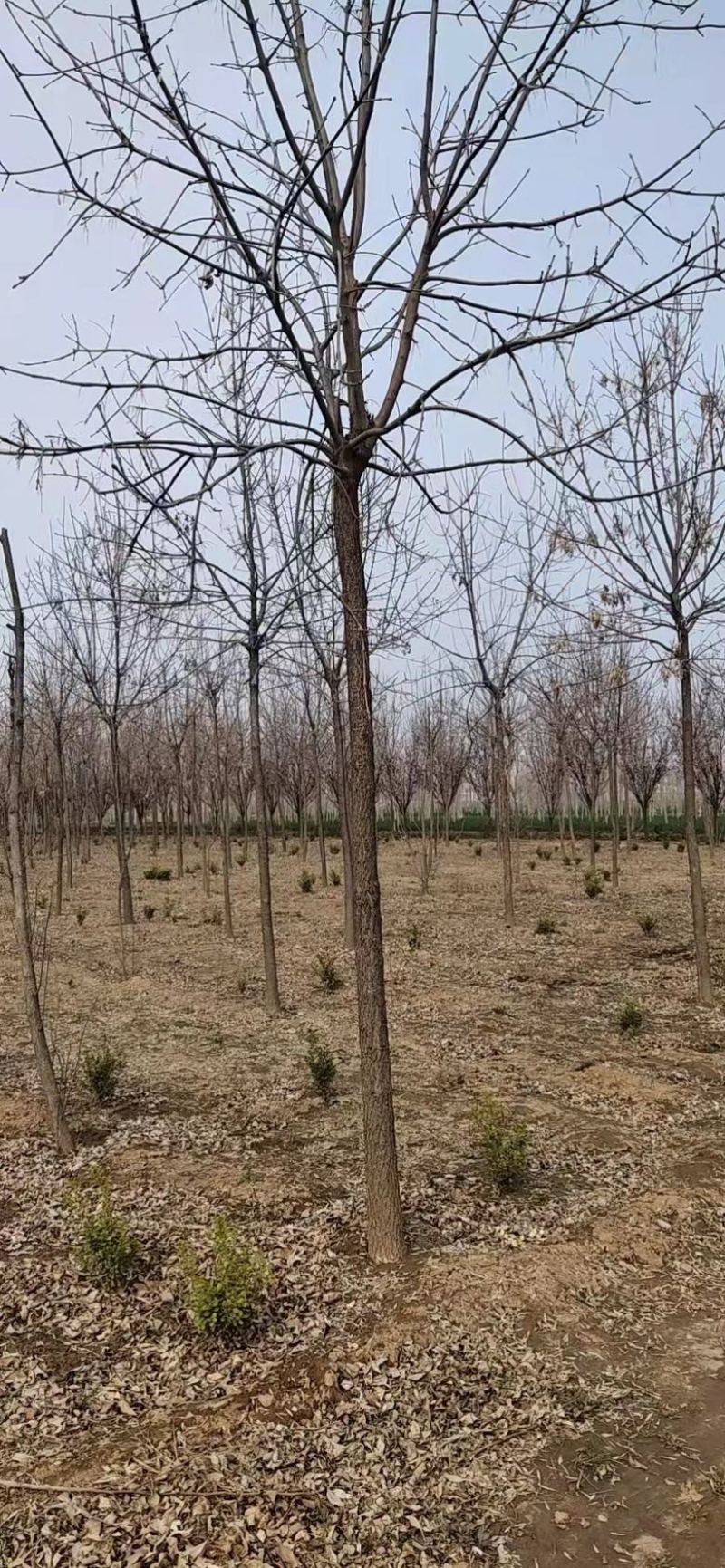 基地直发7-15公分的白蜡，老白蜡量大，价格便宜，