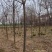 基地直发7-15公分的白蜡，老白蜡量大，价格便宜，