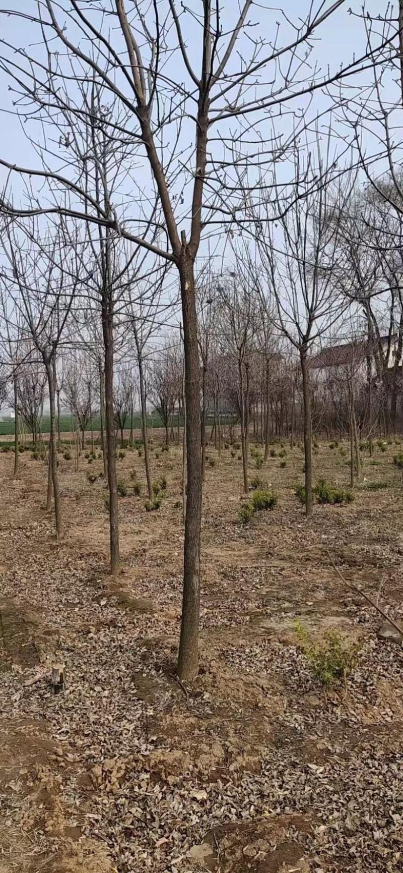 基地直发7-15公分的白蜡，老白蜡量大，价格便宜，
