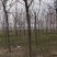 基地直发7-15公分的白蜡，老白蜡量大，价格便宜，