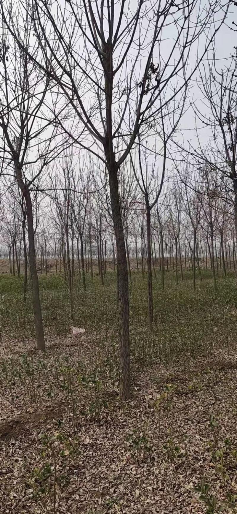 基地直发7-15公分的白蜡，老白蜡量大，价格便宜，