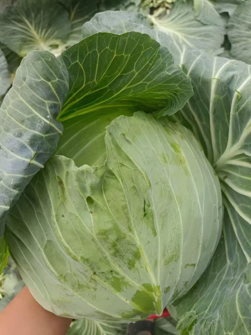 莲花白