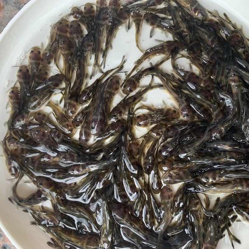 实力黄颡鱼苗淡水鱼苗厂家批发黄骨鱼苗杂交黄骨鱼苗成活率高