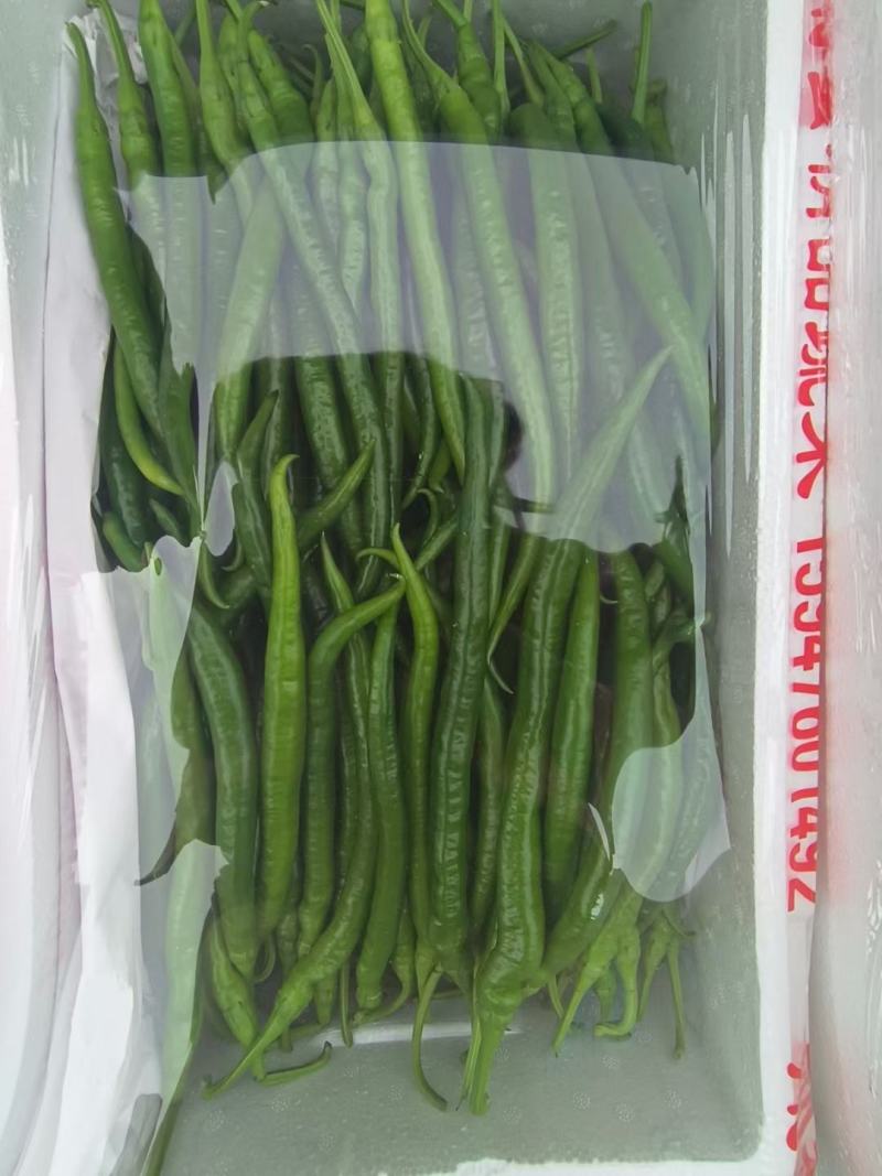 各种辣椒大量上市，