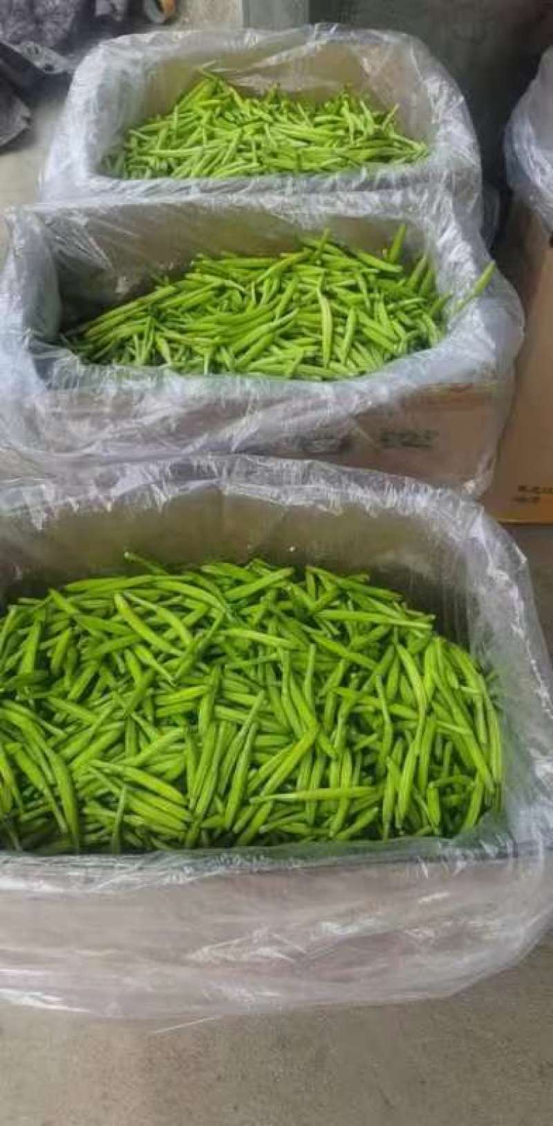 山东新鲜黄花菜大量上市啦欢迎老板咨询选购，量大优惠。