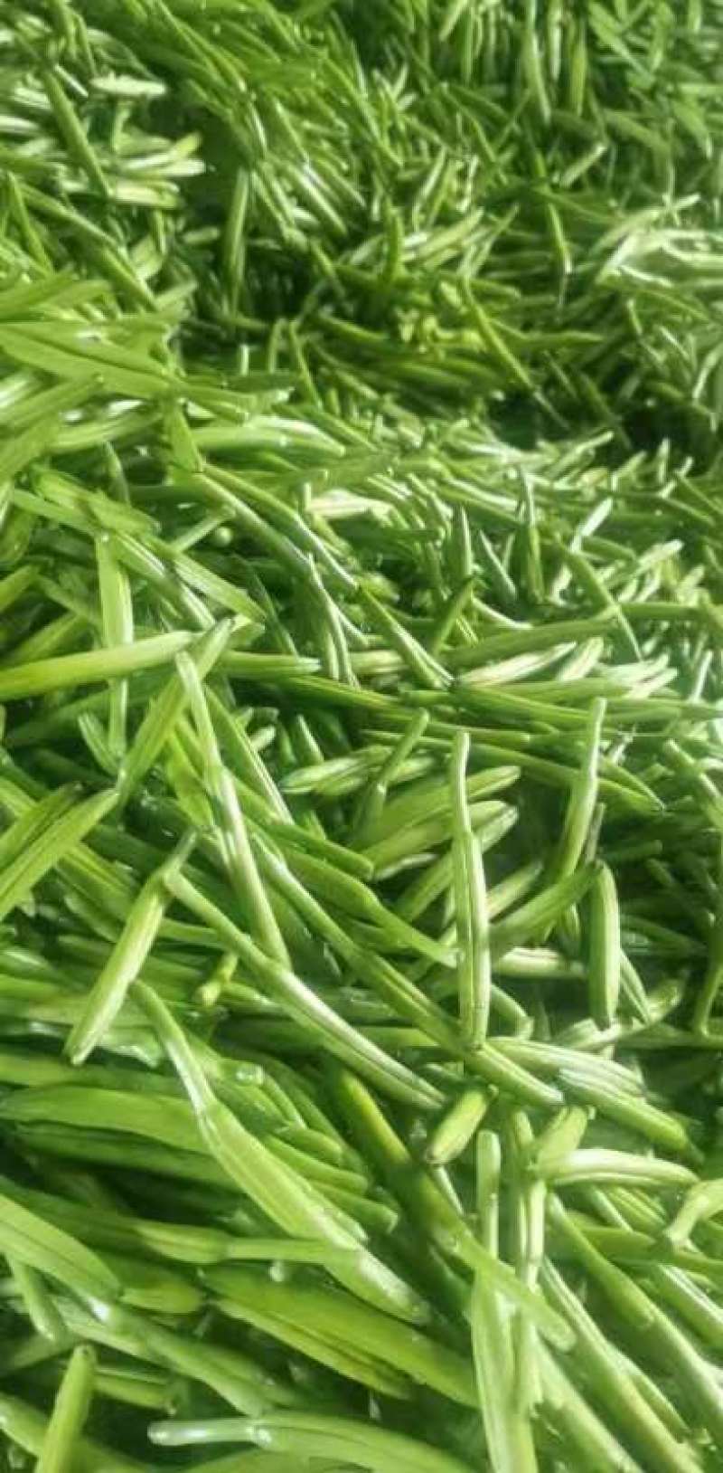 山东新鲜黄花菜大量上市啦欢迎老板咨询选购，量大优惠。