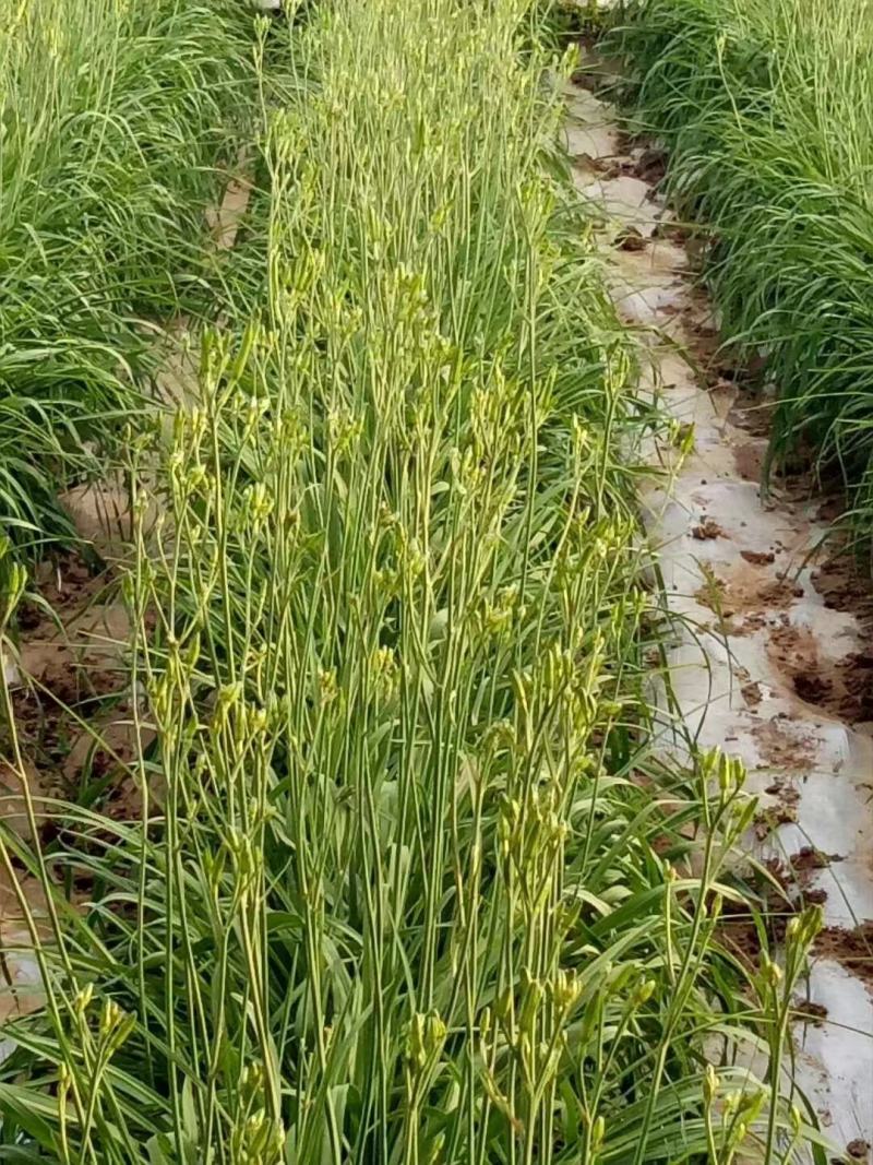 山东新鲜黄花菜大量上市啦欢迎老板咨询选购，量大优惠。