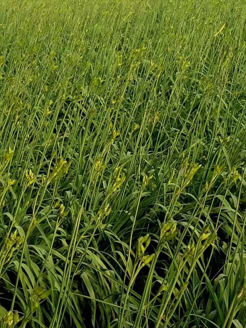 山东新鲜黄花菜大量上市啦欢迎老板咨询选购，量大优惠。