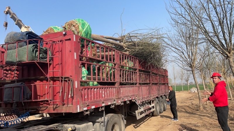 基地直发8-15公分的国槐，量大，价格便宜，需要的联系