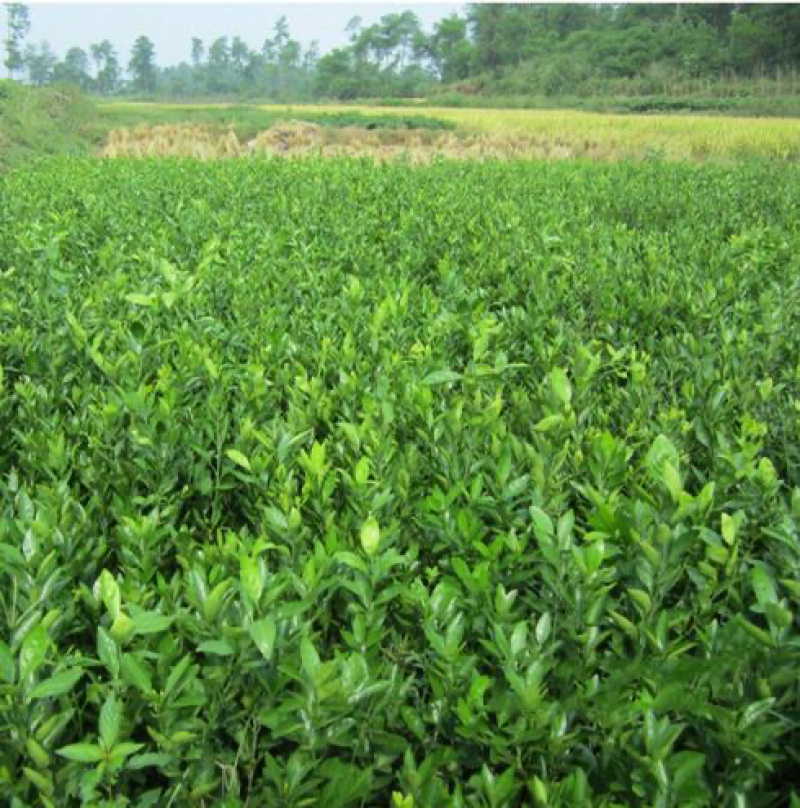 中药材枳壳种苗出售枳壳种植基地直发