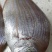 【红立鱼、黄翅鱼】灯光船一晚海鲜货实料、广西北部湾海域