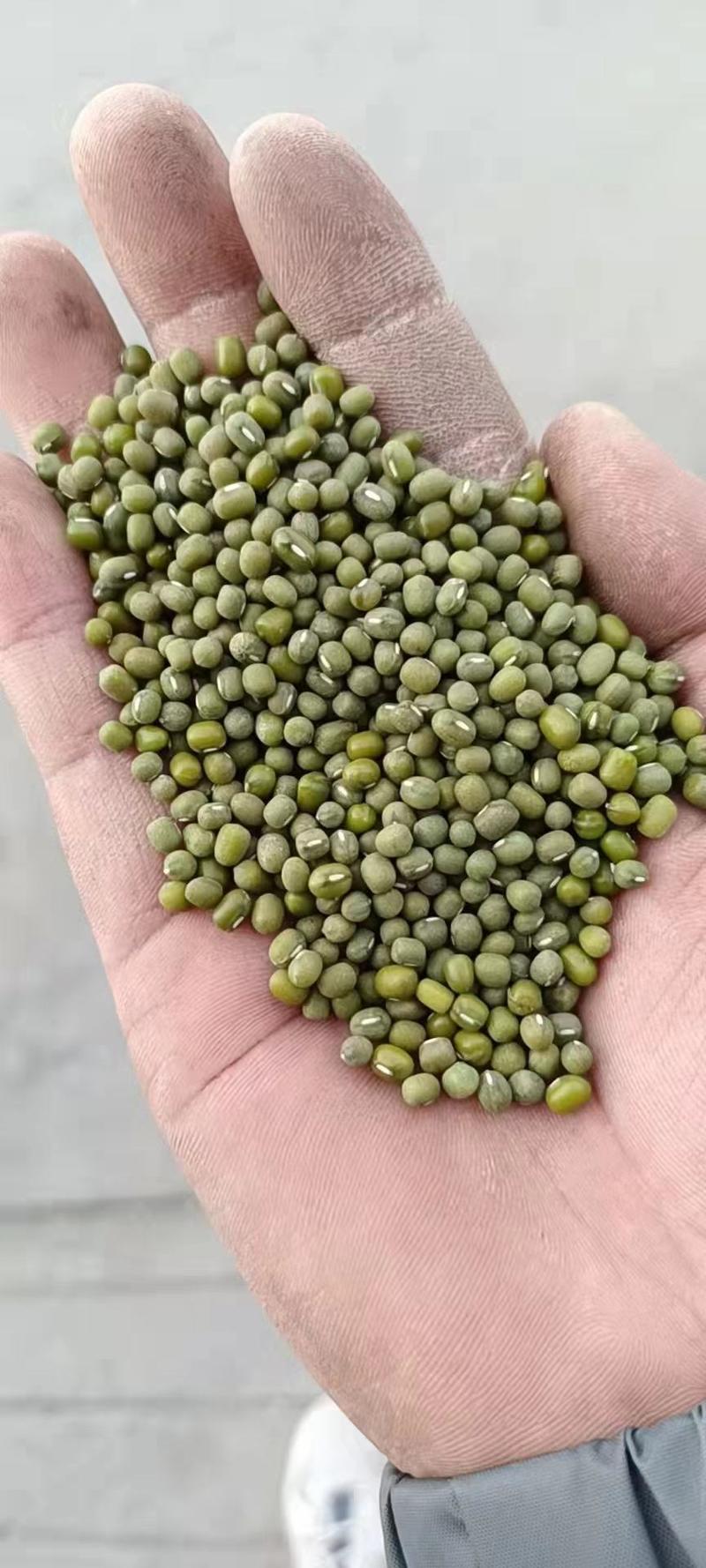 缅甸进口油绿豆比重加色选长年有货