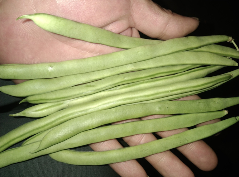 豆角豇豆。