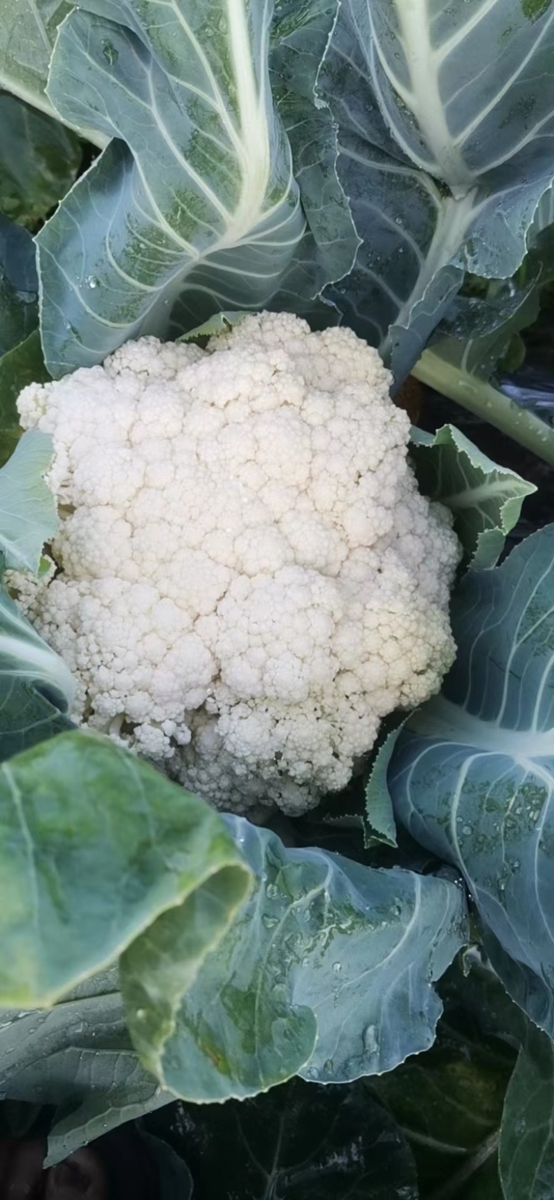 精品花菜产地直销，量大从优