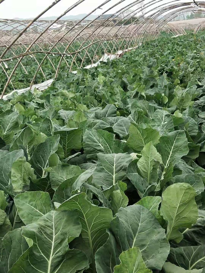 精品花菜产地直销，量大从优