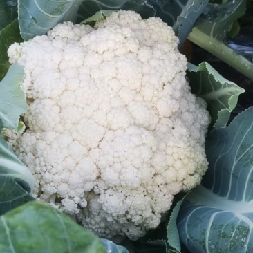 精品花菜产地直销，量大从优
