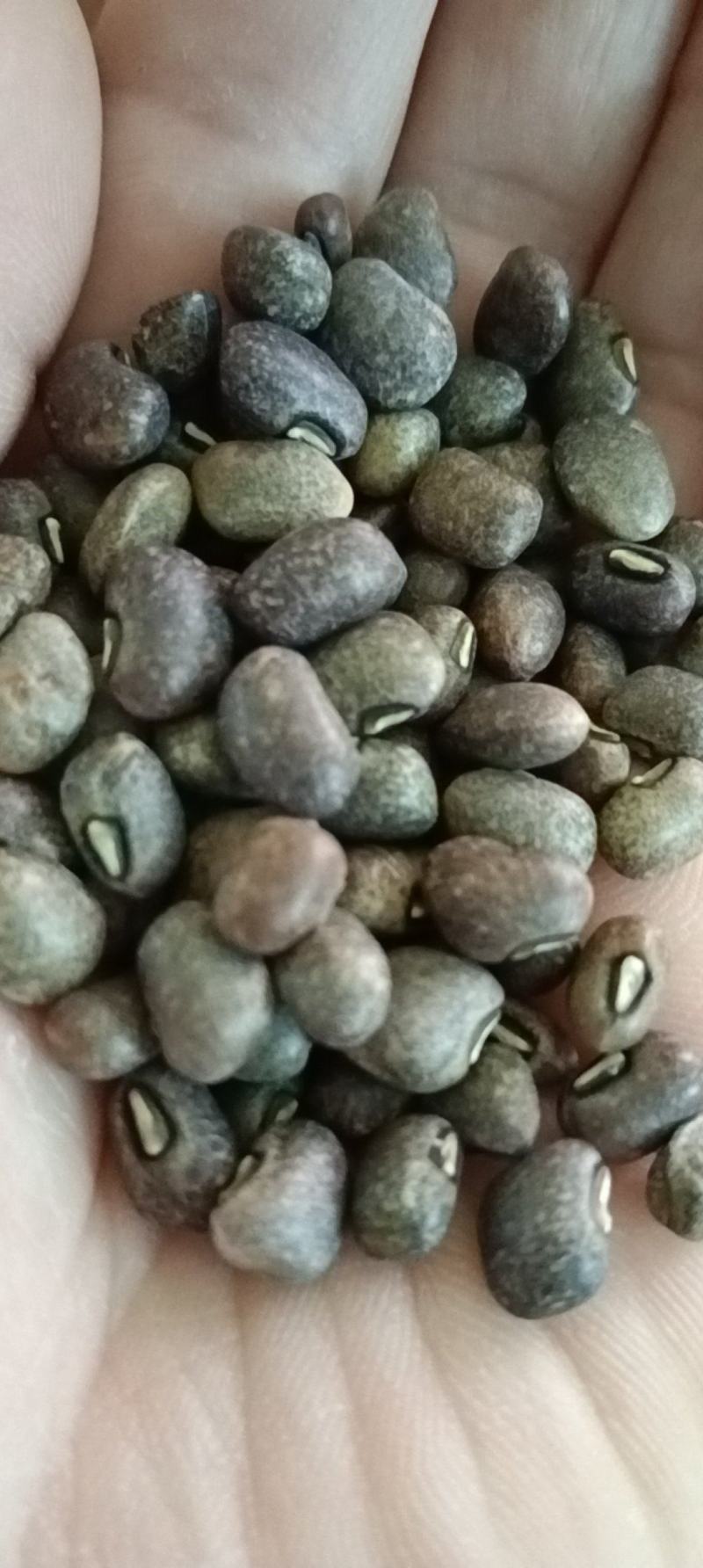 食泉坊黎豇豆